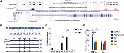 CTCF Mediates Replicative Senescence Through POLD1